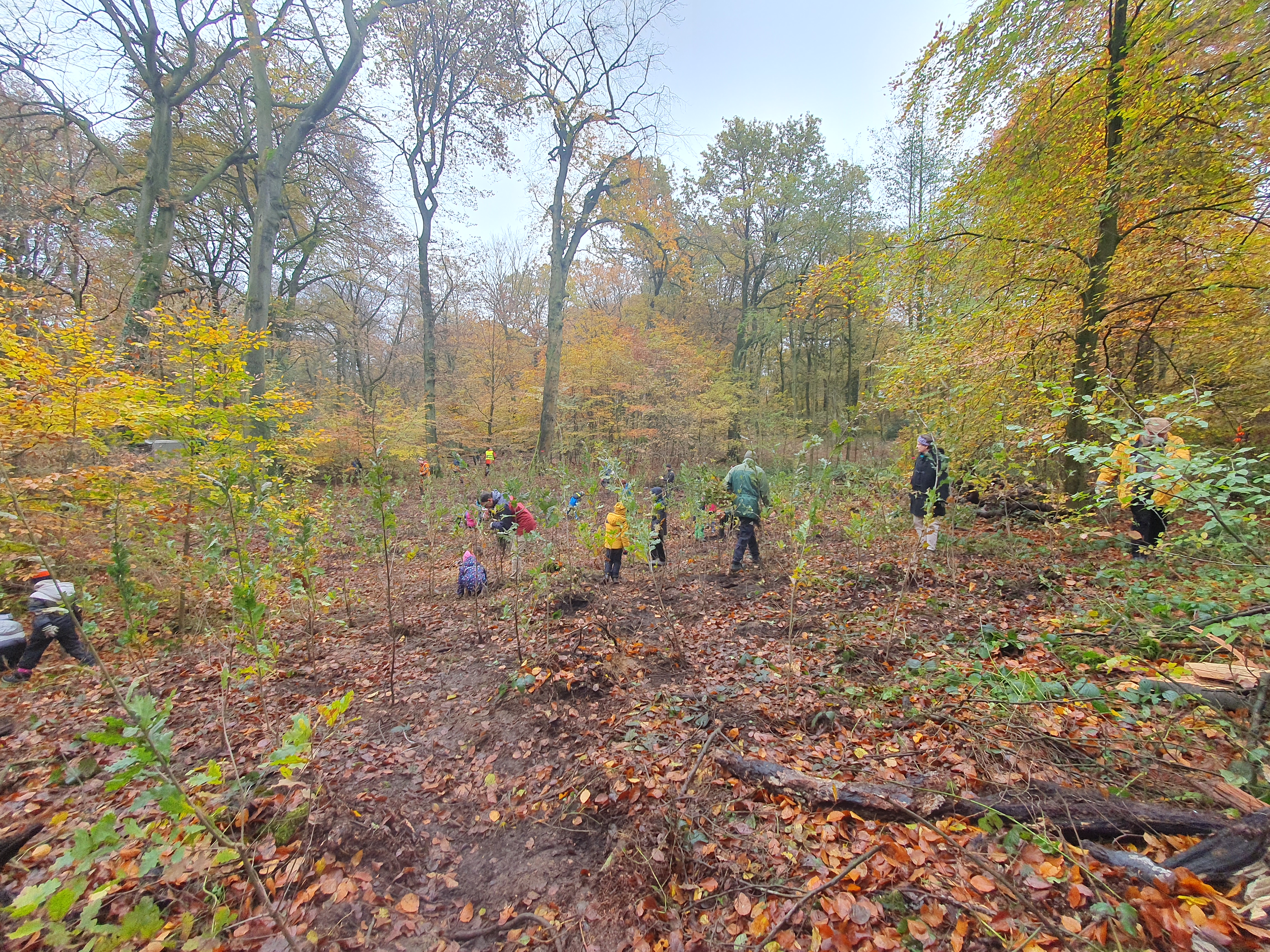 3. Baumpflanzaktion des BVN